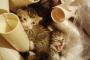 【ねこ画像】こねこたちと筒、妖怪にゃまたのおろち ほか【再】