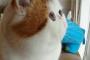 【ねこ画像】困り顔のねこ、躍動感あふれる猫、ぴよぴよまみれ　ほか【再】