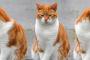 猫が猫を呼ぶ現象があった。猫を飼いだしたら・・・【再】