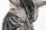 友人の愛猫はメロンが大好物で、切ってるのがスイカだと分かった途端(´・ω・｀)ショボ～ン【再】