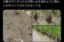 【画像】ザリガニ、田んぼで茹で上がる。暑すぎて稲をのぼるがまるでクモの糸。誰も助からない