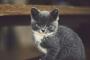 【ねこ画像】こねこカメラ目線、クロこねこ ほか【再】