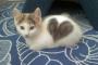 【ねこ画像】ハートフルなねこたち【再】