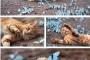 【ねこ画像】蝶とねこ、かくれんぼ ほか【再】