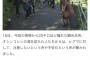 観光客、羅臼岳のクマ