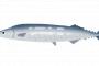 【鬼報】サンマ、一匹1000円の超高級魚へｗｗｗｗｗｗ