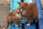 【ねこ画像】仲良しおやこ、カバンに入る ほか【再】