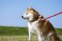 【悲報】犬の散歩、ガチでめんどい