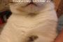 【ねこ画像】ちょうどいい位置【再】