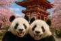 中国人「京都、ついに欧米人に占領される」　中国人「カナダよりも多くの白人を見た」「なんで中国には来ないの？」