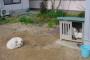 猫に家を取られる犬たち【再】