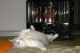猫がストーブの前でごろ寝。その姿は・・・【再】