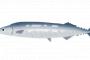 サンマとかいう旨すぎ魚が豊漁らしい
