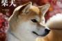 柴犬と本気で喧嘩したことがあるが、マジで殺されるかと思ったぞ