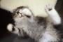 きゃわゆーい猫の画像が集まるスレっ【61枚】