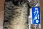 【画像】４リットルのペットボトルよりでかい猫が話題に