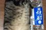 【画像】日本で一番大きい猫？がこちらです