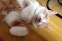 おんＪ深夜のうちの猫が1番かわいい選手権