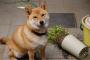 柴犬『いたずら？僕、知らないよ？…ほんとほんと』