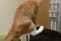猫「よっこらせっと」    因みにこの後・・・