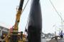 韓国人「韓国は日本に次いで２位だった」日本海沿岸で20頭以上のミンククジラを捕獲した漁師や業者が警察に摘発される記事タイトル