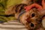 【マンチカン太郎】指原莉乃の猫なんか推してるニワカ猫推しｗｗｗ