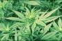 【小６大麻吸引】所持容疑の兄、別の摘発少年と同じ高校