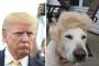 ホワイトハウス「トランプは有害なヅラ野郎」【海外反応】