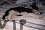 【悲報】スロット大負けしたワイ、飼い猫の食費を削る事を泣く泣く決意・・・・・・