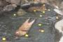 【画像】かぴばらも浮力を堪能するんやな