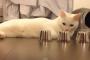【動画】猫さんに、これどーれだ？　をやってみたら・・・百発百中！？
