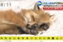 【画像】キツネが動物の中で地味とか考えたことなかった