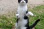 猫のファイティングポーズ