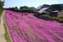 「失明した妻の為に芝桜を」日本の老夫婦に世界が感動（海外の反応）