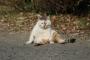 【画像】 おっさんな猫たち（一番最後除く