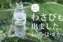 天然水いろはすに"わさび"味登場！！ほげええええええええええ