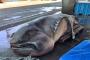 地震の前兆？三重の尾鷲漁港で幻のサメ「メガマウス」を捕獲（海外の反応）