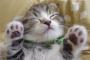 ワイ「猫可愛いンゴねぇ・・・、お、仔猫の里親募集？飼ってみよかな？」