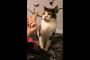 海外「猫様をフ○ックサインで侮辱するとこうなるそうですｗｗｗｗｗｗｗ