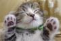 同級生の父親が毎日のようにゴルフクラブで猫の頭をかち割って殺してるらしい。いくら何でも酷い。