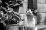 【画像】モノクロ写真をカラーにしてくれるWebサービスを早稲田が開発！！