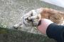 【画像】ジョギング中に野良猫の戯れてきたｗｗｗｗｗｗｗ