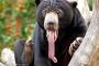 【画像あり】 クマ界最弱とされるマレーグマがマジで怖いんだが・・・