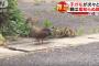【動画】親ガモに連れられたカルガモの子が次々と側溝に落下！住民が無事救出