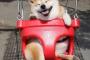 【画像】ブランコに乗ってるこの柴犬が可愛すぎるんだがｗｗｗｗｗｗｗｗ