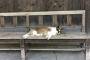 駅に変なネコがいたんだがwwwwwwwwww