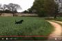 【衝撃】犬が………”ぴょんぴょん”大喜びしてるwww→海外「ウサギとのハーフなのか！？？」