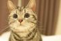 【画像あり】うちの猫・・・容姿も態度もでけぇ・・・
