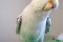 ３ヶ月かけて実家のインコに「ニンゲンニ、モドシテ」って言葉覚えさせた