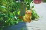 【画像】ポケモンGO、セールスランキグがた落ちｗｗｗｗｗｗｗｗｗｗｗｗｗ